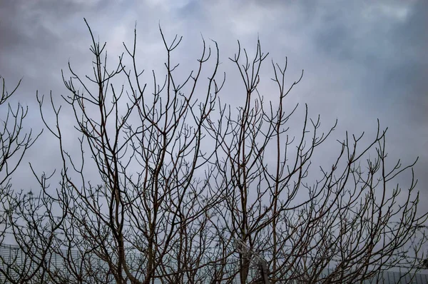 黒い色の裸の木と雲とロンドンの暗い空 — ストック写真