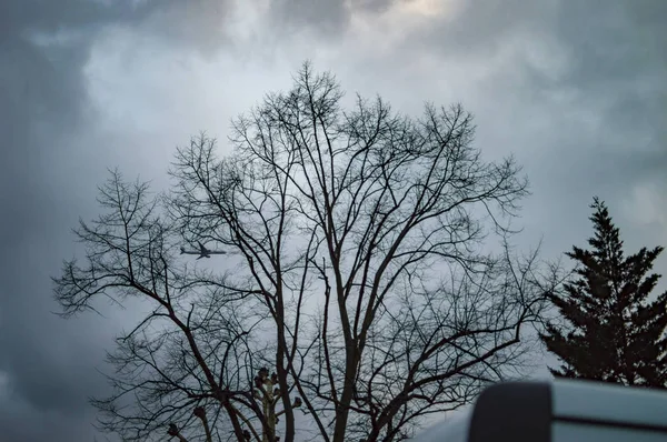 Céu de Londres com avião e uma árvore com nuvens — Fotografia de Stock