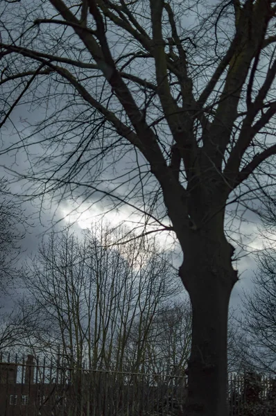 어두운 나무와 구름과 벌거 벗은 가지와 런던 하늘 — 스톡 사진