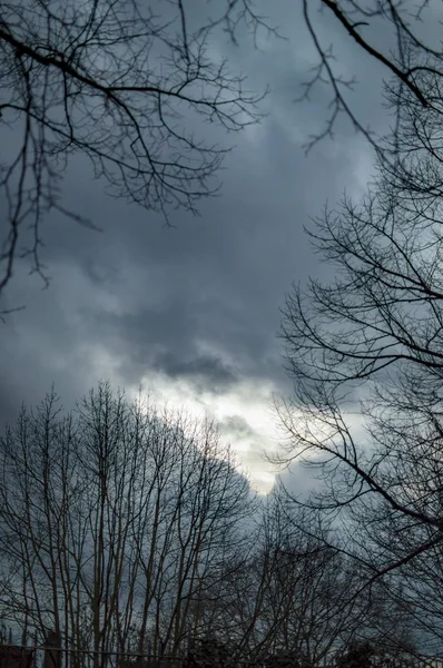 枝が多すぎる暗い木と雲を持つロンドンの空 — ストック写真