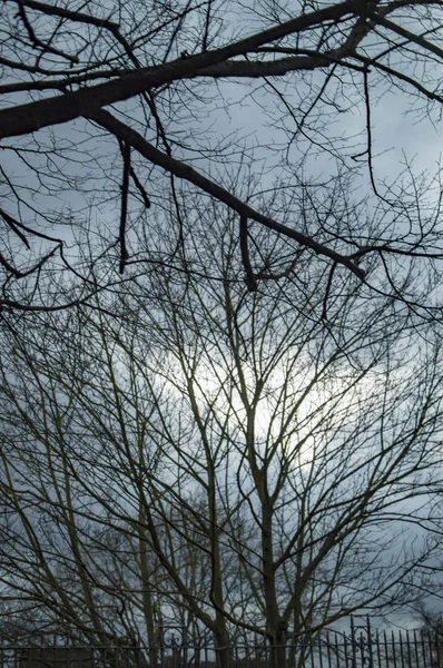 暗い木々と雲と光を持つロンドンの空 — ストック写真