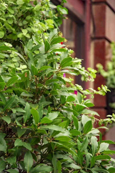 Les plantes vertes à l'extérieur du bâtiment à Londres avec mur de briques rouges — Photo