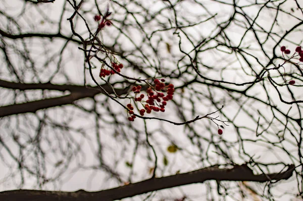Folhas vermelhas de árvores em Londres com bagas secas — Fotografia de Stock