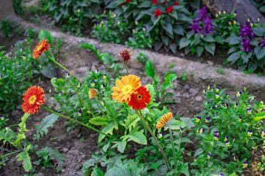 Arka bahçede yetiştirilen egzotik çiçekler