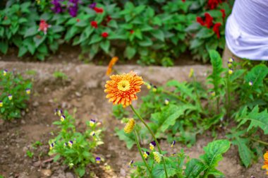 Yeşil bitkiler ile egzotik çiçekler