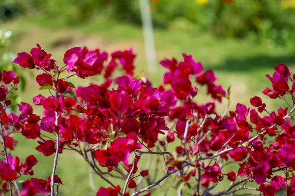 Exotische rode bloemen met groen gras — Stockfoto