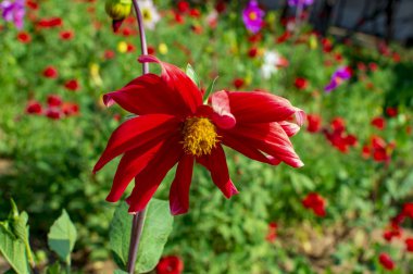 Gerbera yeşil bahçe ve kök