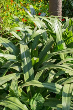 Fidanlık ağacı ve uzun bitkiler