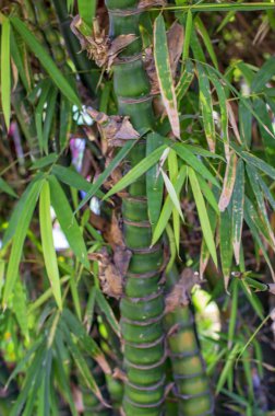 Yemyeşil bambu ağacı