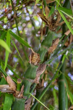 Sapı üzerinde eklemler ilerler ile Bambu yeşil yaprakları