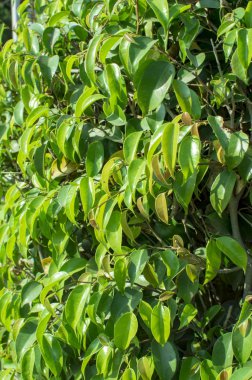 Bir ağacın taze yeşil yaprakları