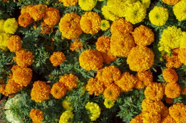 Karışık çeşitleri ile Kadife çiçeği