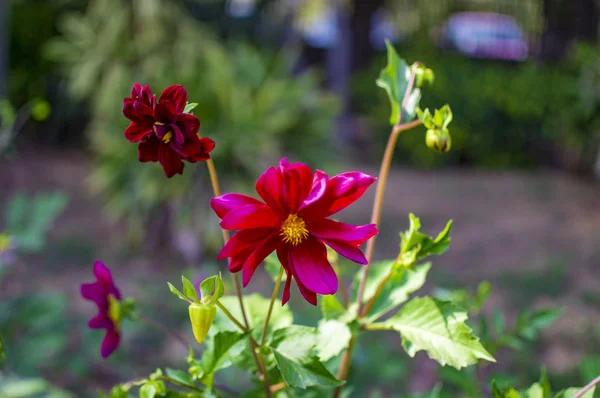 Rode lelie bloemen met knoppen en exotische kleuren — Stockfoto