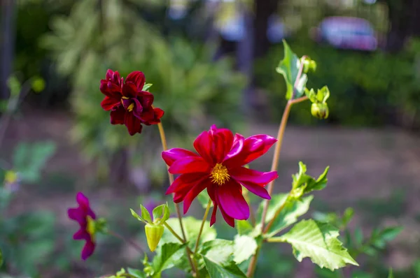 Rode lelie bloemen met knoppen en nieuwe bladeren — Stockfoto
