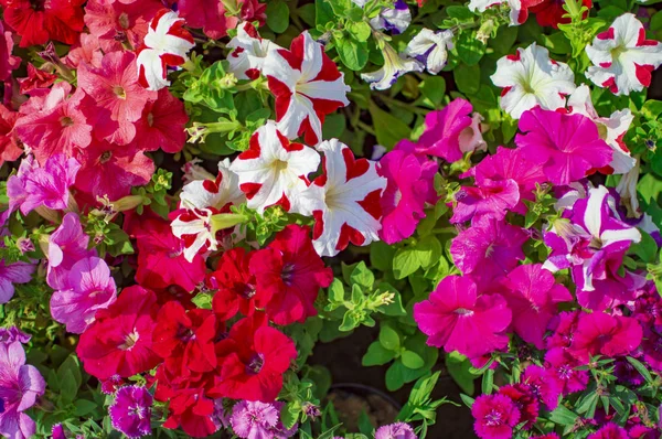 Várias flores com cores e desenhos exóticos — Fotografia de Stock