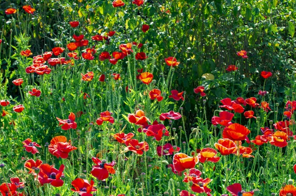Poppy flowers in the garden — Stock Photo, Image