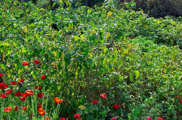 Flores de amapola y su cultivo allí — Foto de Stock