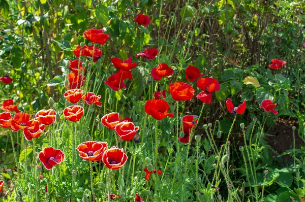Poppy flowers being grown — Stock Photo, Image