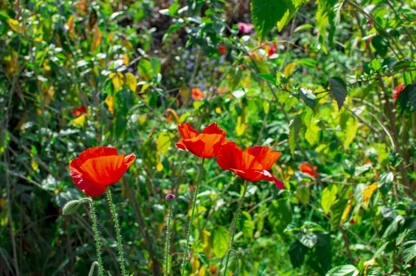 Flores de amapola y plantas exóticas de la selva — Foto de Stock