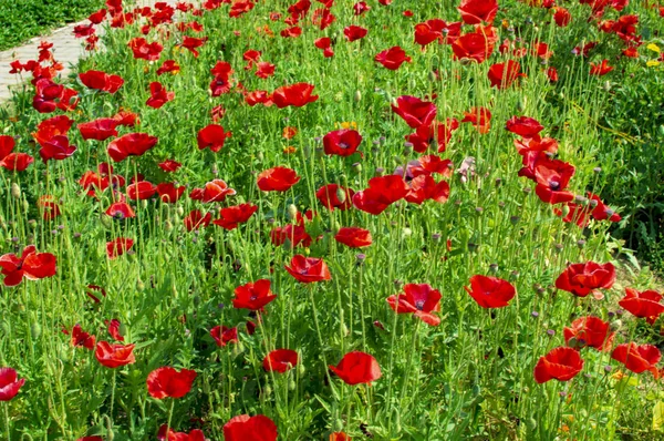 Flores de amapola y sus filas en los lados — Foto de Stock