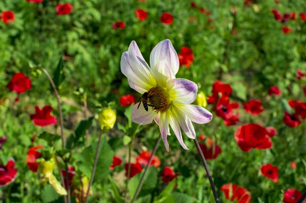 Gerbera flor en el grupo de plantas — Foto de Stock