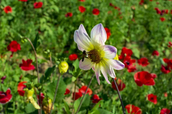 Flor Gerbera con abeja en sus pétalos — Foto de Stock