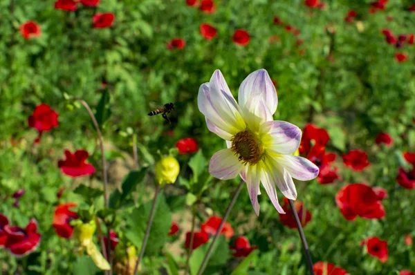 Gerbera flor con abeja alrededor de ella — Foto de Stock
