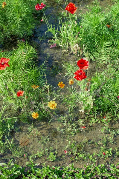 水とエキゾチックな色の花の植物 — ストック写真