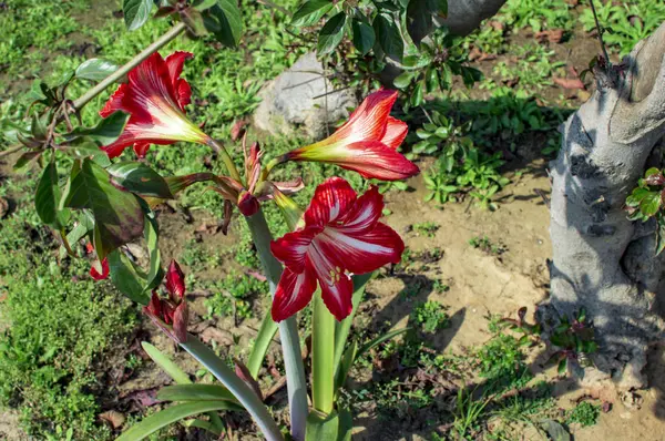 Červené lilie exotických barev — Stock fotografie
