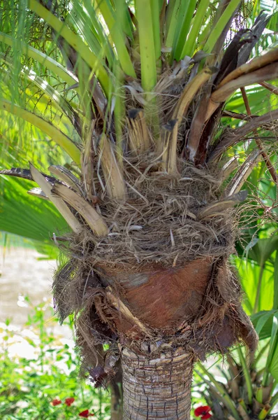 Palm växt med gröna stjälkar och grenar — Stockfoto