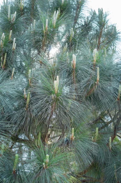 Cone árvore com céu azul e folhas — Fotografia de Stock