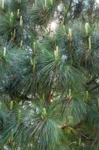 Cone tree with pine and leaves — Stock Photo, Image