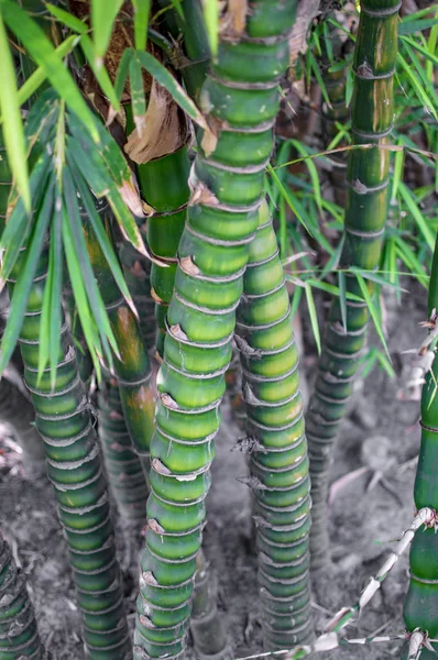 Bambu med markering av skarvar på stammen — Stockfoto