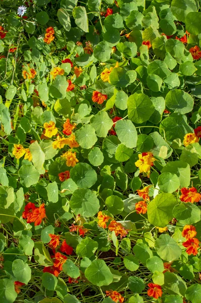 Nasturtium gele bloemen en groene bladeren — Stockfoto