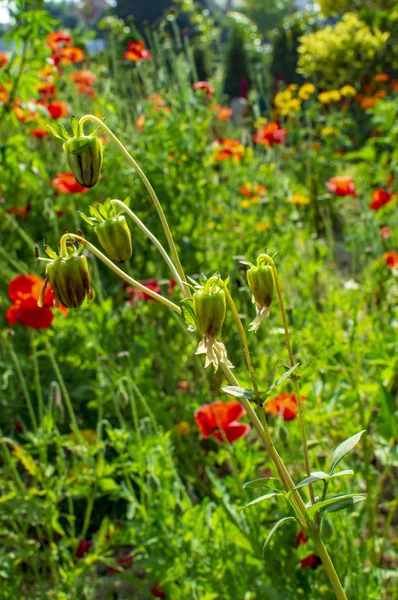 植物に芽を持つケシの花 — ストック写真