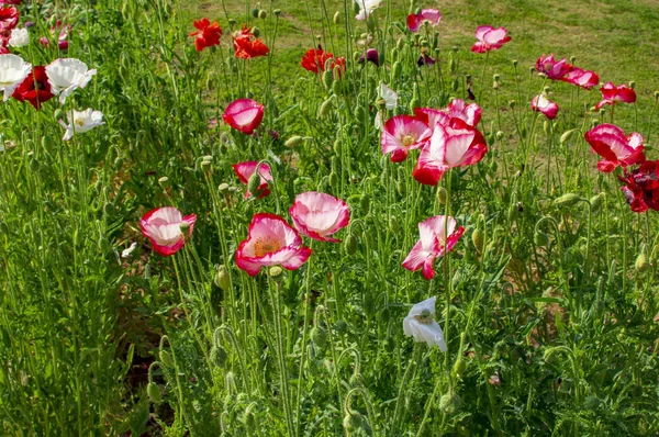 Poppy flowers and daisies in the ground — Stock Photo, Image