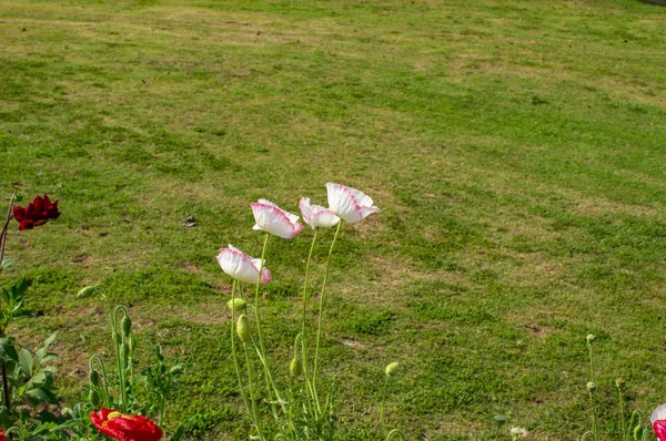 Flores de amapola de color blanco y la hierba verde — Foto de Stock