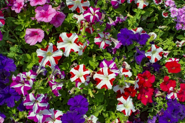 Pink red flowers with rotating colors — Stock Photo, Image