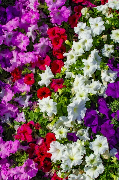 Canteiro de flores de cores rosa e vermelho — Fotografia de Stock
