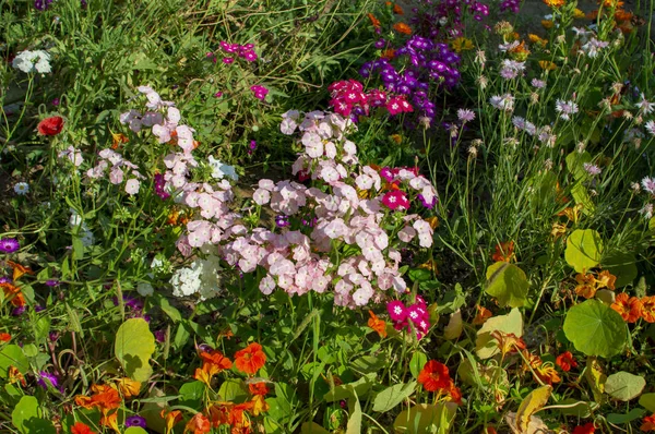 Mnoho květin a rostlin bylo dobře Nalezeno — Stock fotografie