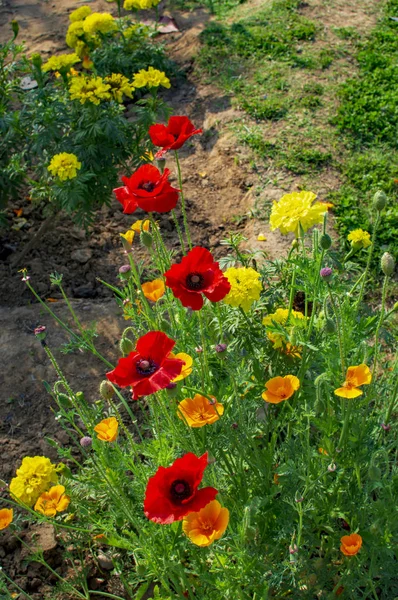 Various flowers in backyard blooming — Stock Photo, Image