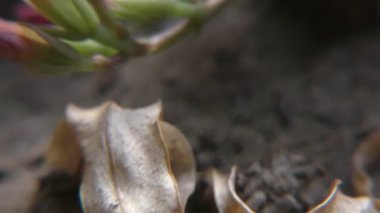 Toprakta kuru yapraklar ve egzotik çiçekler var..