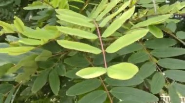 Ağaçların yeşil yaprakları güneş ışığıyla parlıyor.