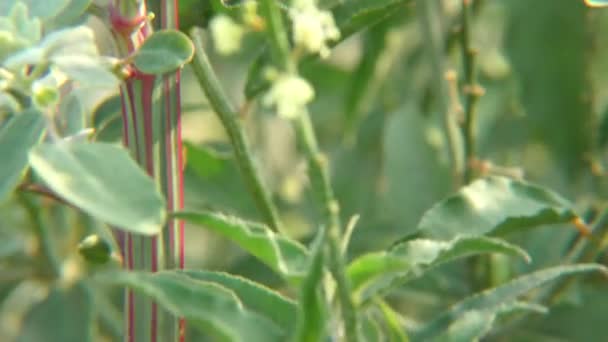 Plantas Verdes Exuberantes Pasando Por Ellosy Hojas Balanceándose Con Viento — Vídeos de Stock