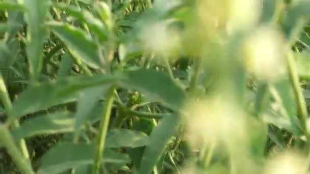 Caminhando Pelas Plantas Verdes Folhas Folhas Balançando Com Vento — Vídeo de Stock