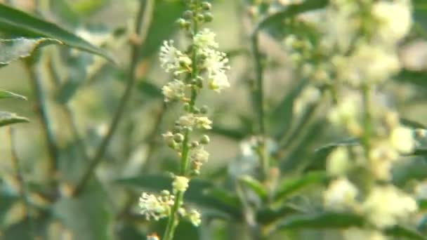 Passant Travers Les Petites Plantes Avec Des Fleurs Des Feuilles — Video