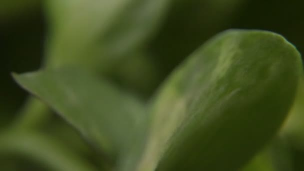 Macro Close Folhas Verdes Indo Para Cima Redor Mostrando Partes — Vídeo de Stock