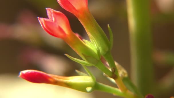 Fleurs Exotiques Couleur Verte Rouge Oscillant Dans Vent Montrant Les — Video