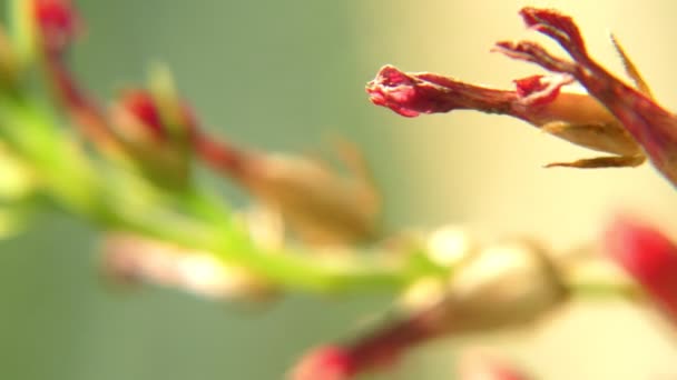 Pequenas Flores Vermelhas Nas Hastes Verdes Uma Planta Mostrando Partes — Vídeo de Stock