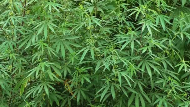 Cannabis Marihuána Növény Ingadozik Szélben Zöld Levelek Mozog Hullámok — Stock videók
